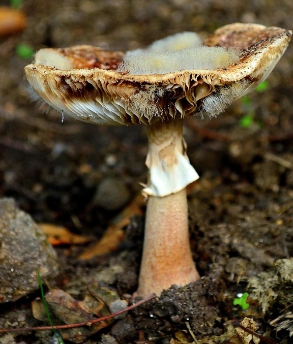mushroom, fungus, nature, moss, wood, poison, macro, spore, wild