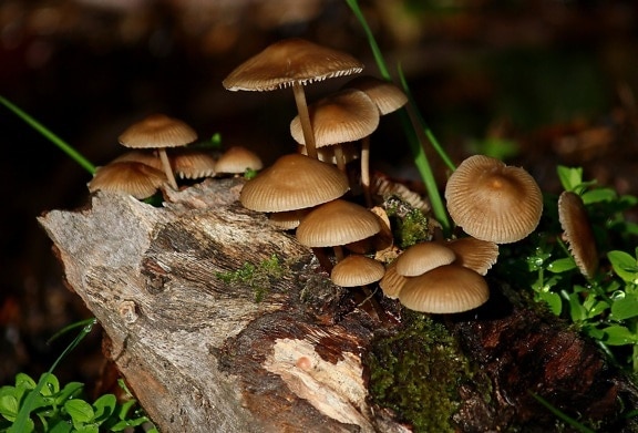 sieni, sieni, puu, sammal, myrkkyä, luonto, spore, myrkyllinen