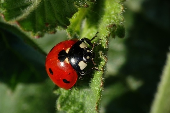 insect, nature, beetle, ladybug, arthropod, invertebrate