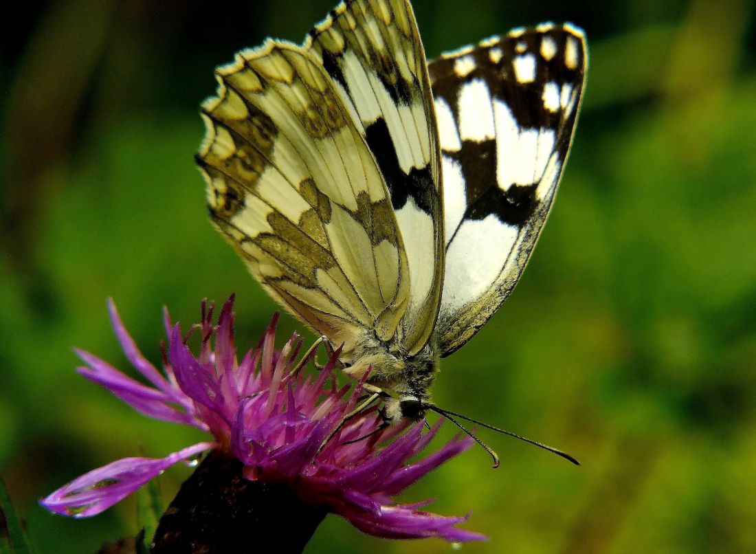 butterfly, insect, nature, wildlife, summer, flower, zoology