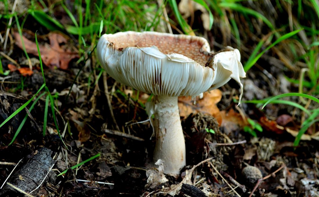 fungus, mushroom, nature, wood, grass, leaf, toxic, wild, poison