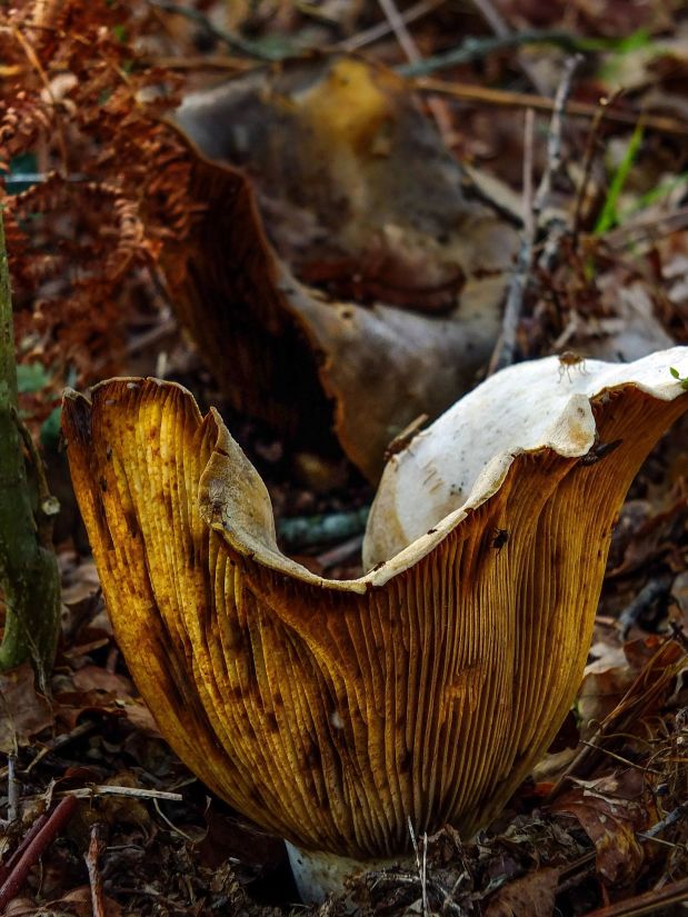 Природа деревини гриб, гриб, листя, флора, організму