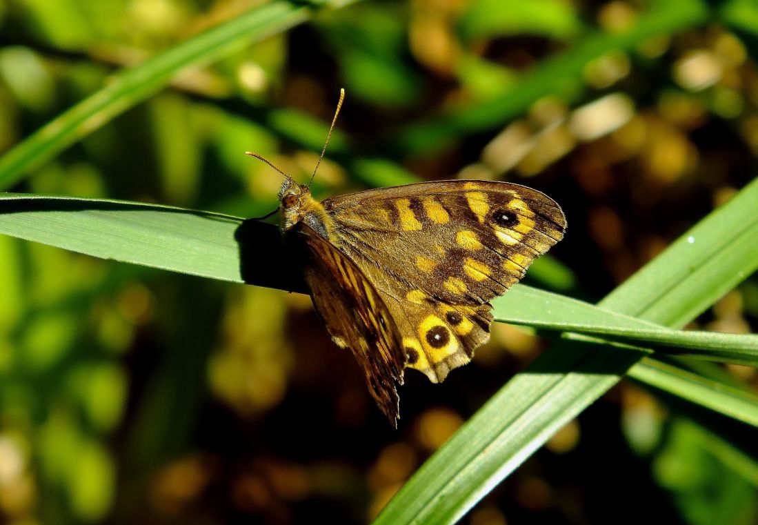 farfalla insetto, natura, macro animale, fauna selvatica,