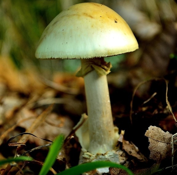 houby, houby, jed, toxické, spór, moss, příroda, divoká