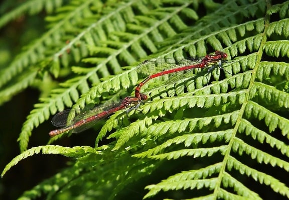 Dragonfly makro, lehtiä, fern, flora, luonto, Internet, puu kasvi