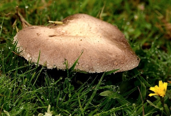 mushroom, fungus, grass, wood, nature, moss, dew, rain, poison, ground