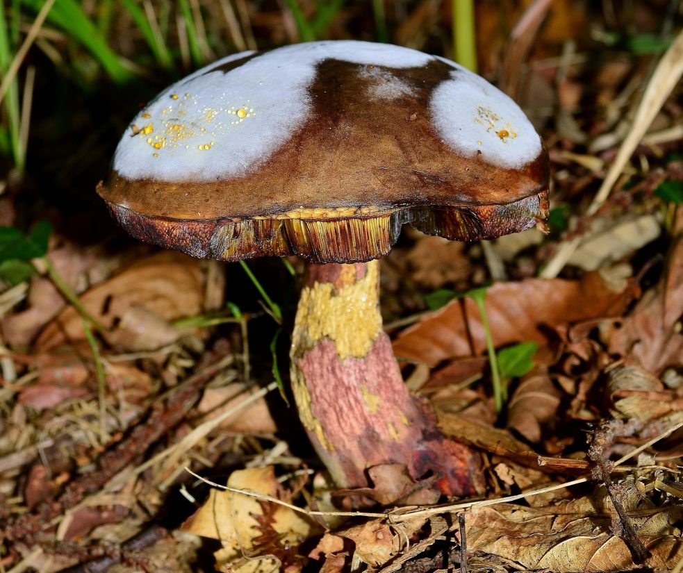 Free Picture Mushroom Fungus Nature Wood Poison Moss Spore 