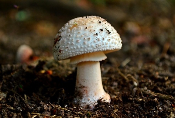 mushroom, fungus, nature, wood, macro, grass, vegetable, organism