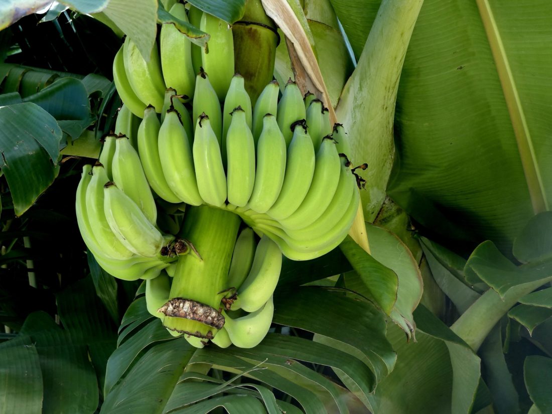 банан, плодове, храна, растения, растителни, зелен, органични