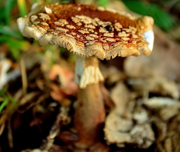 mushroom, fungus, nature, macro, wood, spore, poison, moss, toxic