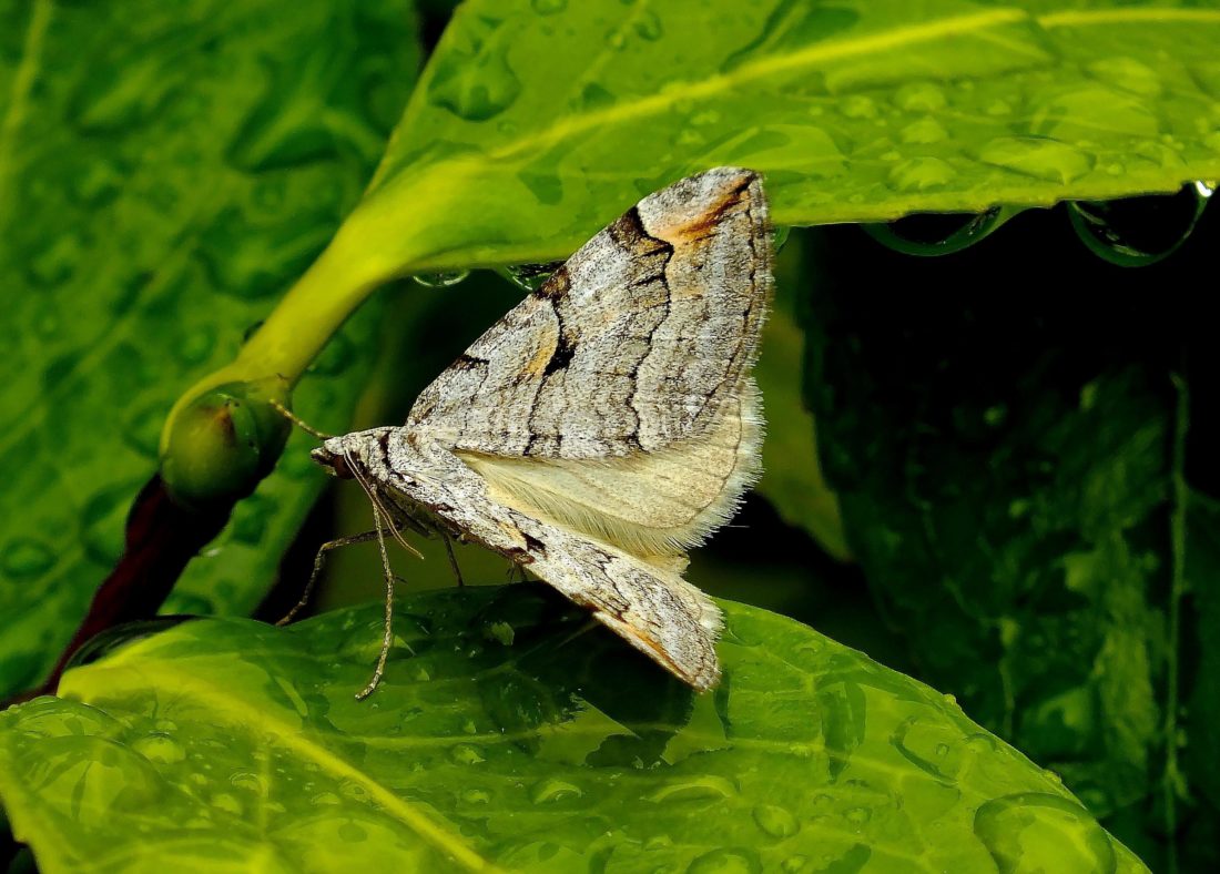 Природа комаха листя, Метелик, сад, літні, біології