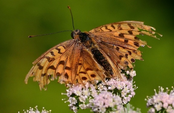 motýľ, hmyz, príroda, prírody, zvierat, krásne, kvety