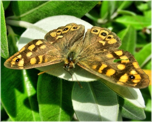 motýľ, príroda, hmyz, voľne žijúce zvieratá, zviera, záhradné, moth