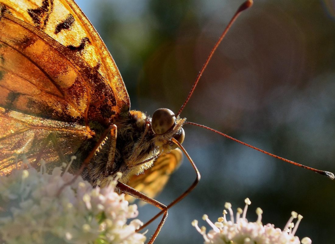 côn trùng, thiên nhiên, bướm, động vật, invertebrate, động vật hoang dã, bọ cánh cứng