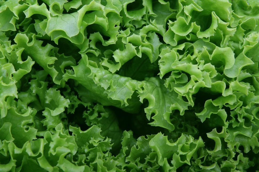 lettuce, vegetable, food, leaf, herb, salad, organic, vegetarian