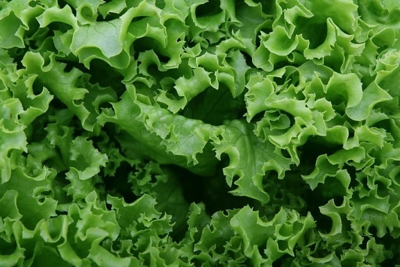 zelena salata, povrća, hrane, list, biljka, salata, organski, vegetarijanska