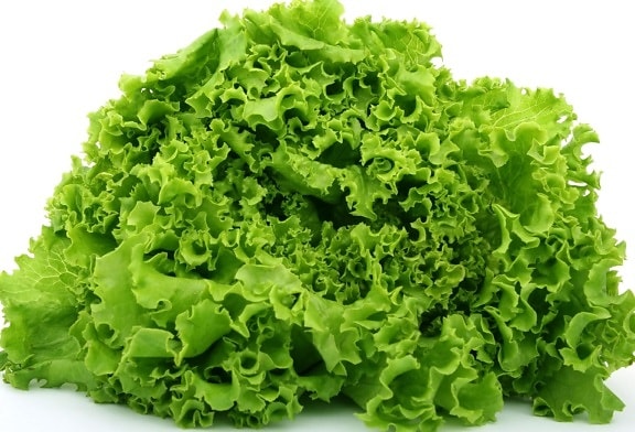 selada, salad, makanan, sayur, daun, ramuan, organik, vegetarian