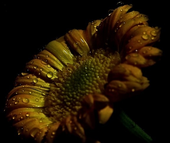 flower, sunflower, nature, flora, dew, wet, raindrop, plant