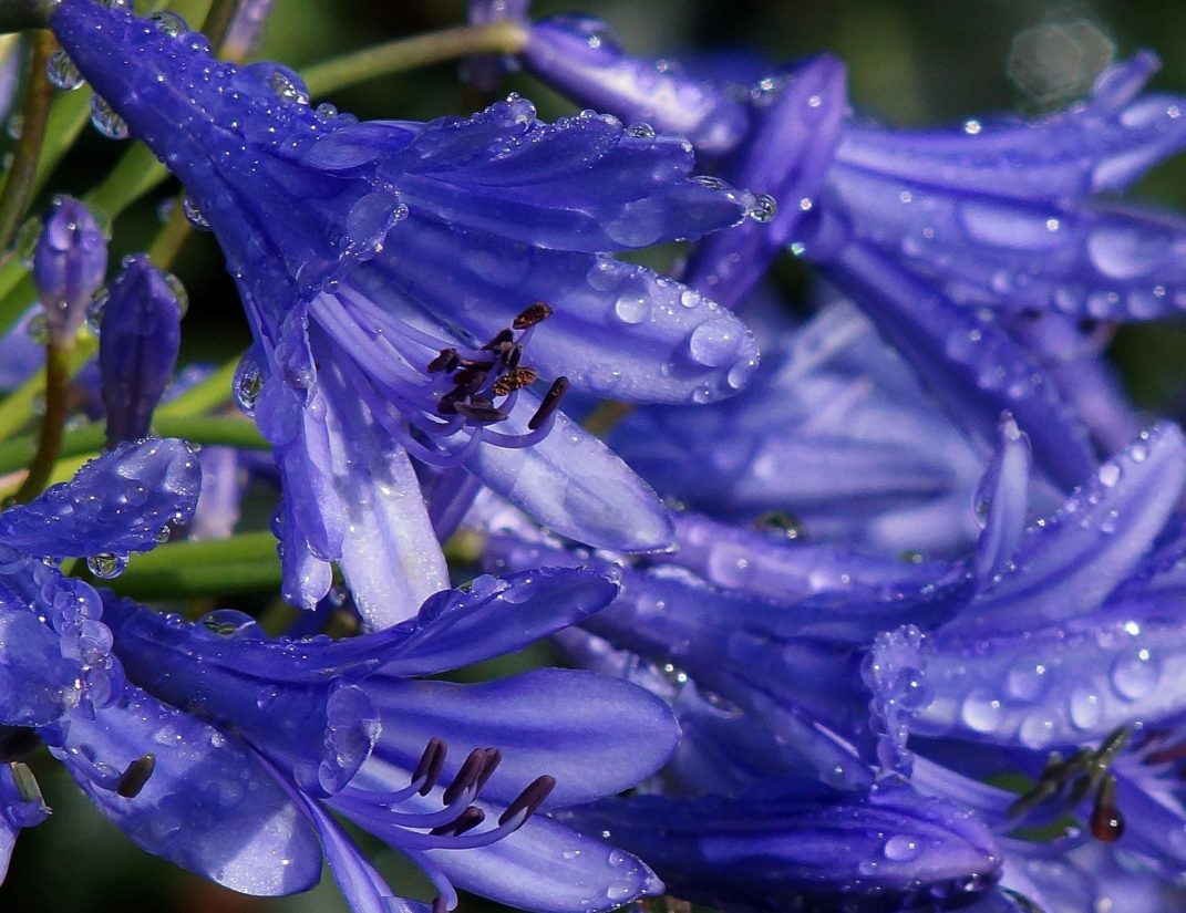 น้ำค้าง น้ำ ฝน กลีบ ศาลา แมโคร ดอกไม้ ธรรมชาติ พืช ฤดูร้อน