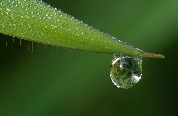 rain, dew, leaf, droplet, nature, raindrop, wet, macro