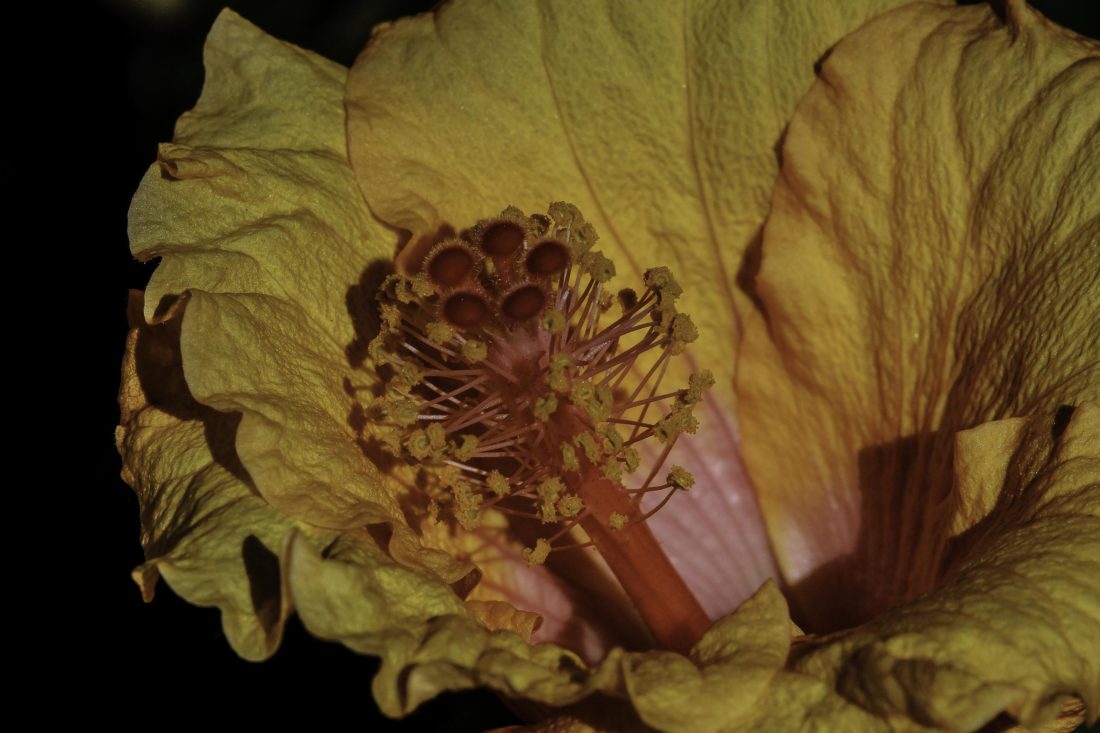 Blume, Blatt, Natur, Flora, Blütenstempel, Makro, Detail, pollen