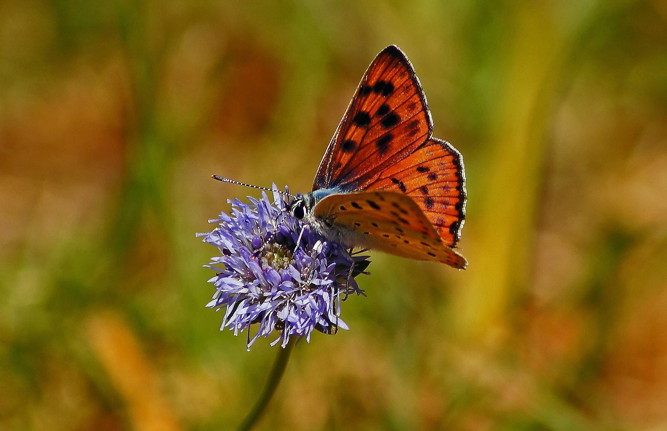 Ongebruikt Gratis afbeelding: insect, natuur, vlinder, macro, bloem, kruid UQ-34