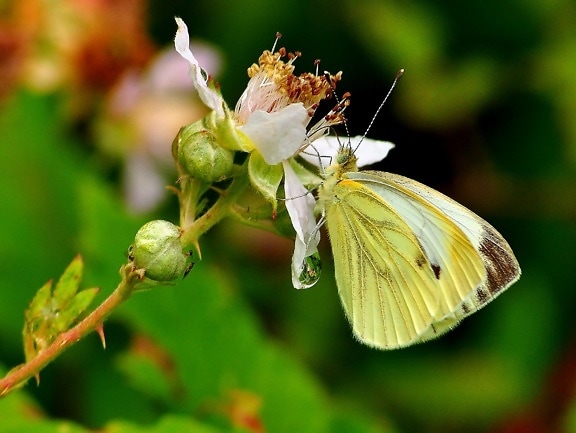 motýl, příroda, hmyz, květina, léto, list, zahradní, rostlina
