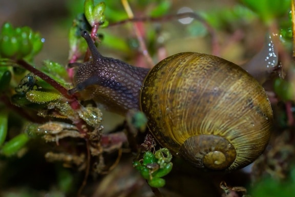 snail, invertebrate, gastropod, slug, garden, food, nature, shell