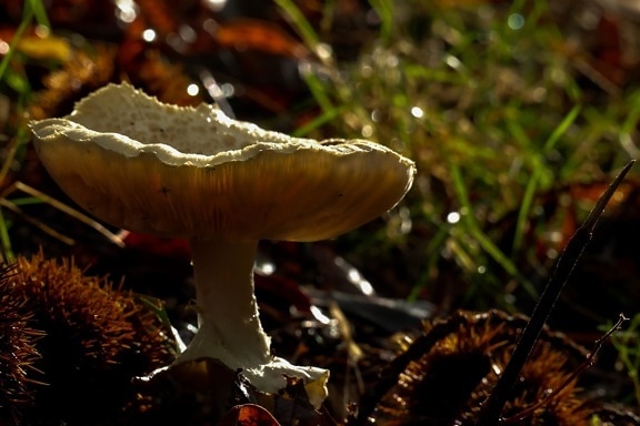 mushroom, fungus, wood, nature, moss, poison, shadow, dark, grass, toxic