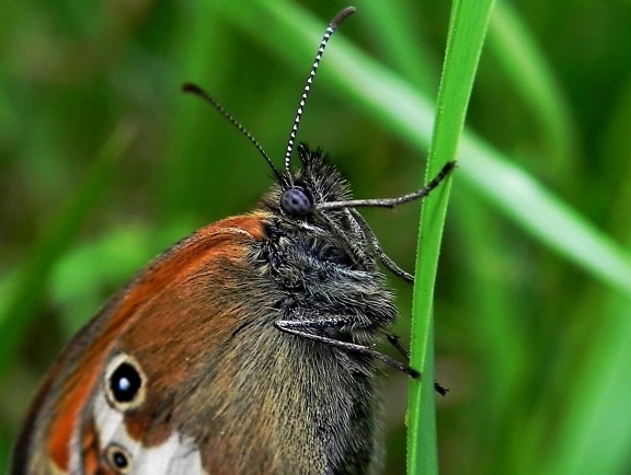nature, wildlife, insect, animal, butterfly, peacock, plant, garden