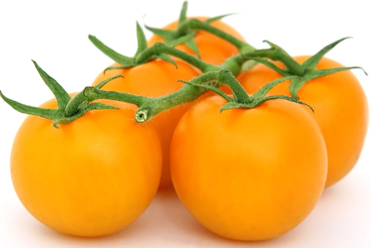оранжевый помидор фото