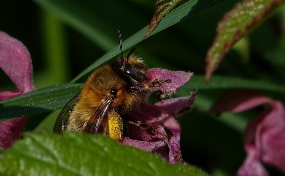 Pszczoła, natura, owad, kwiat, liść, flora, miód, pyłek