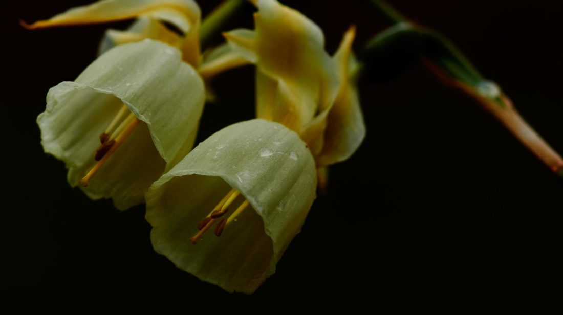 Flower kronblad busk, anlegg, gul, flora