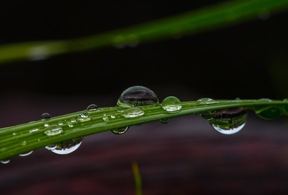 雨, 露水, 水滴, 叶子, 潮湿, 湿气, 植物, 自然, 雨滴