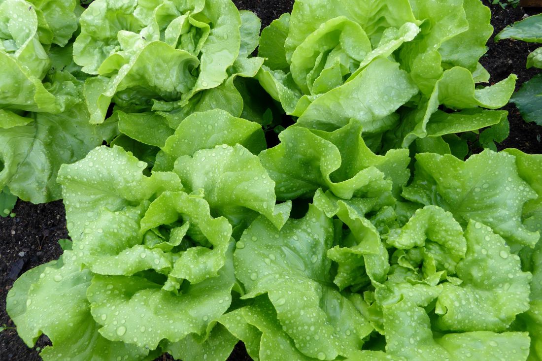 chlorophyll, lettuce, vegetable, leaf, food, flora, salad, herb, organic, vegetarian
