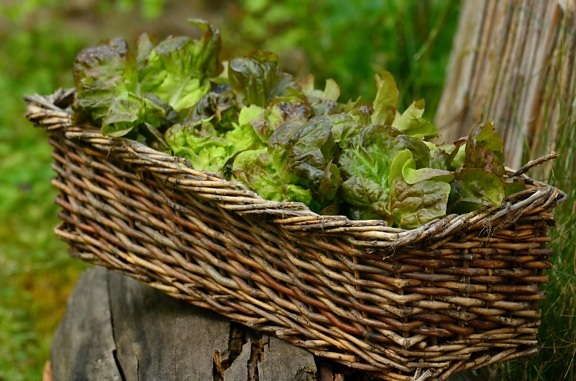 バスケット、食べ物、自然、木材、野菜、枝編み細工品バスケット、葉、植物