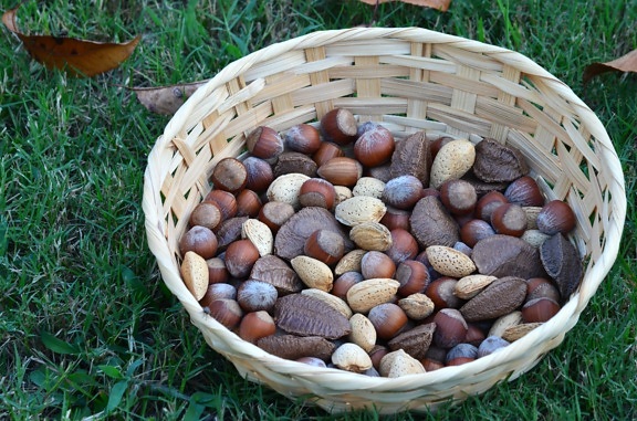 food, basket, wood, nature, walnut, chestnut