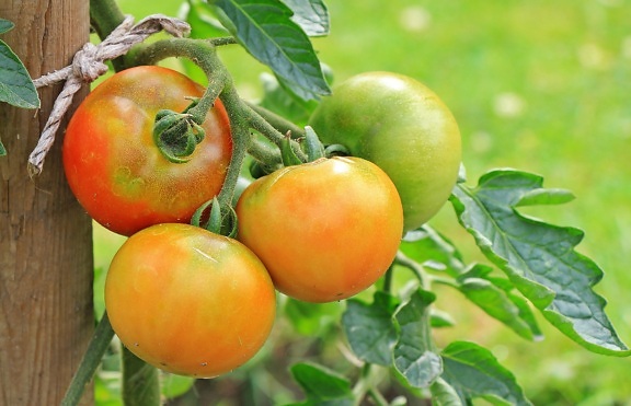 frutas, alimentos, folha, deliciosa, nutrição, natureza, jardim, tomate