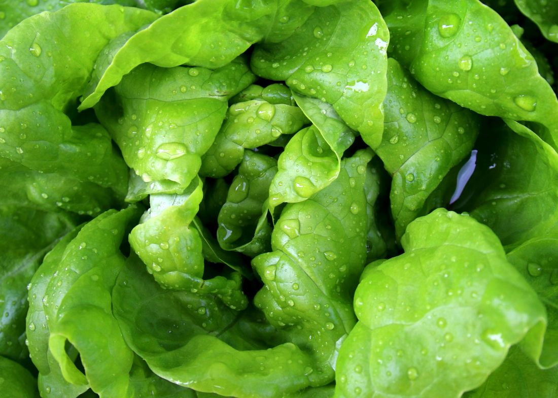 харчування листя салату, рослинна, салат, флора, природа, шпинат