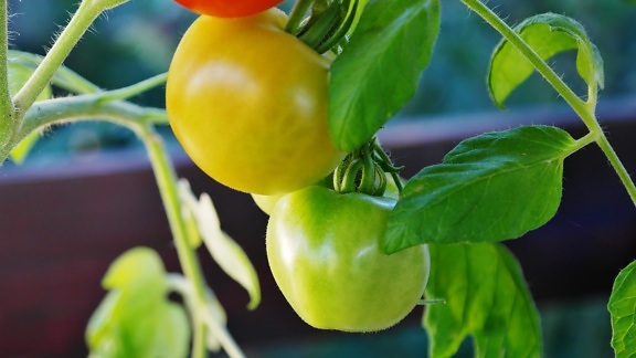tomate, alimentos, folhas, frutas, natureza, vegetal, nutrição, deliciosa