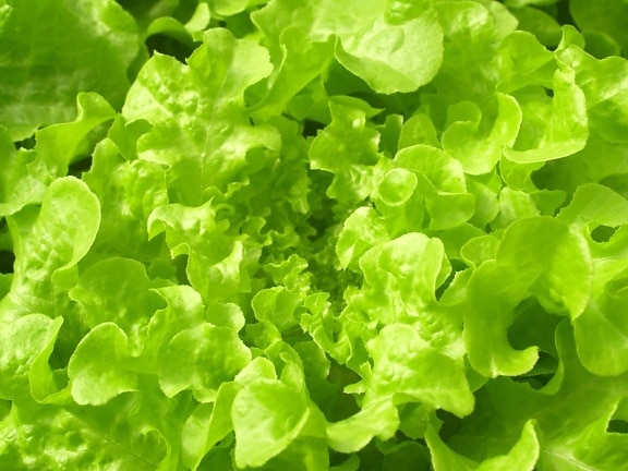 laitue, légume, chlorophylle, feuille, nourriture, flore, salade, nature, herbes, organique
