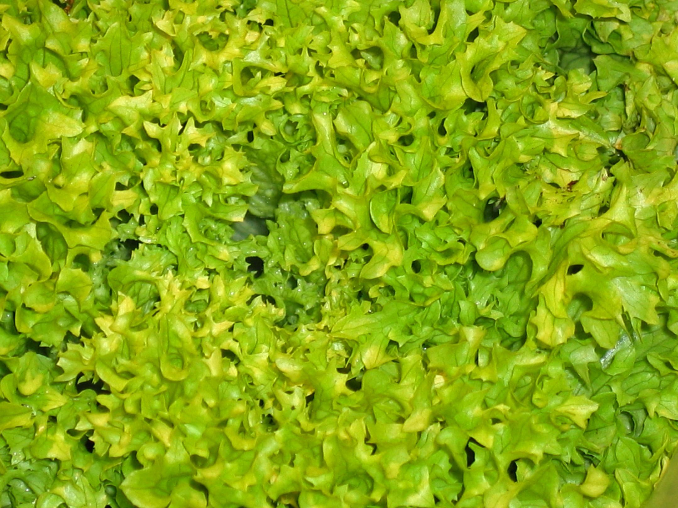 салатные листья виды и названия с фото