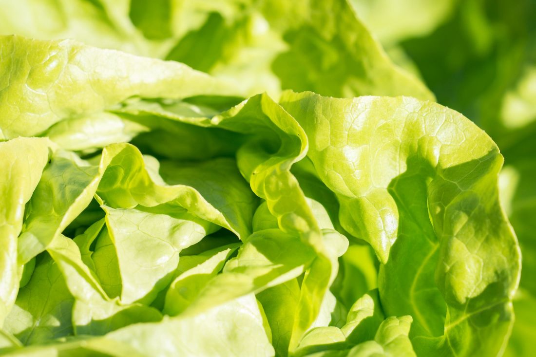 daun selada, sayuran, salad, makanan, flora, alam, ramuan, organik