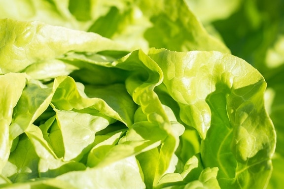 лист салата, растительное, салат, еда, флора, природа, трава, органических