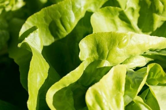 list, zelena salata, povrća, hrane, flore, salata, prirode, bilje, dijeta
