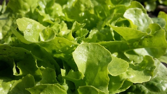 lettuce, vegetable, food, leaf, salad, flora, green, nature, herb