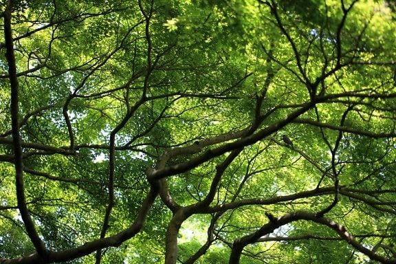 dřevo, strom, listy, příroda, krajina, větev, zelená, lesní