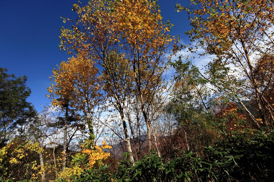list, stabla, priroda, drvo, krajolik, Topola, jeseni, šuma, biljka