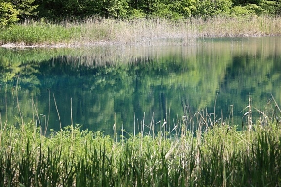 вода, природа, трева, лято, Рийд, пейзаж, блато, езерото, растителна