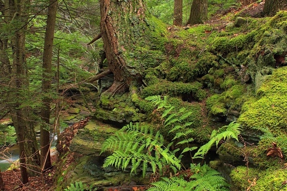 dřevo, příroda, listí, strom, kapradí, krajina, Les, rostlina, prostředí